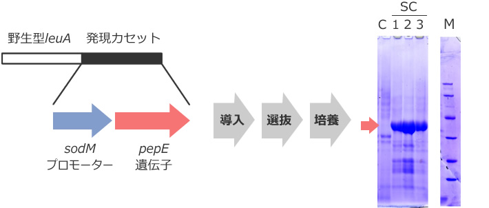 図1 麹菌プロテアーゼPepEの高生産