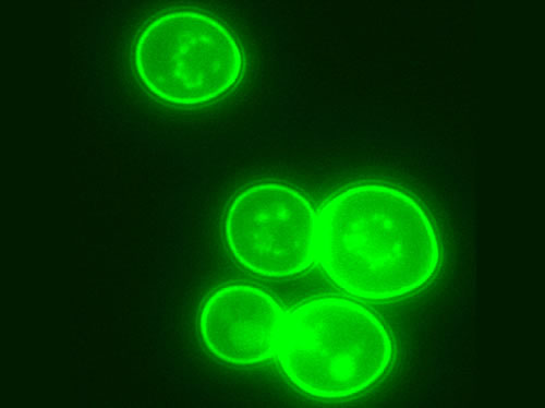 図1 蛍光タンパク質を表層提示したスーパー酵母