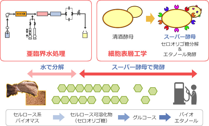 図2 「亜臨界水処理」、「細胞表層工学」、「発酵技術」を融合したセルロース系バイオマスからのエタノール生産法