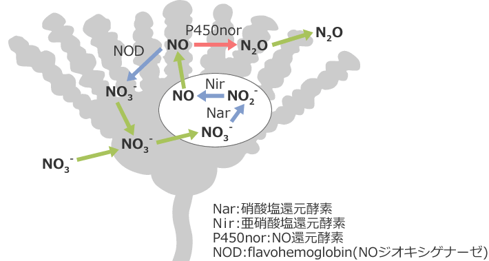 図1 糸状菌脱窒菌の脱窒系