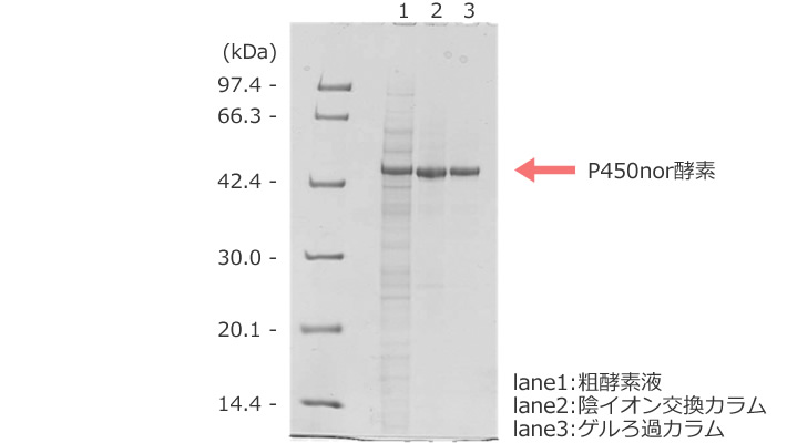図2 P450nor酵素の生産と精製