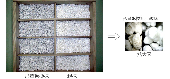 図2 形質転換株で作成した麹と対照