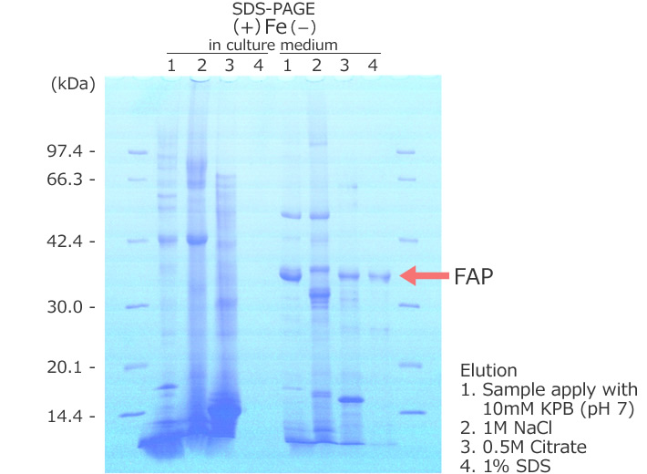 図3 SDS-PAGE Analysis of Eluacts of Column Chromatography Immobilized with Fcy