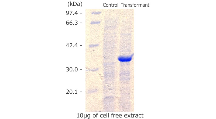 図4 SDS-PAGE Analysis of the Cell-Free Extract from Transformant