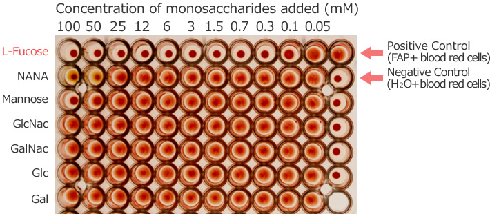 図5 Hemagglutination Assay of fleA Gene Product Using Rabbit Erythrocytes