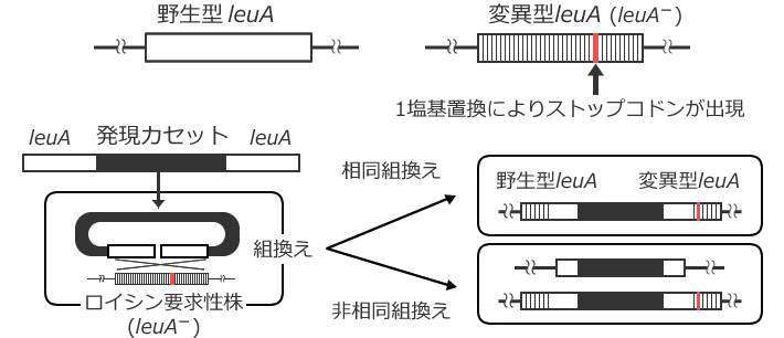 図3 麹菌相同組換え技術の開発（モデル図）