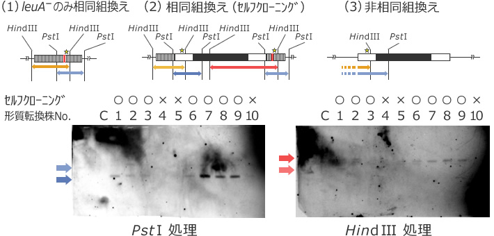 図4 leuAを用いた新規セルフクローニング相同組換え技術