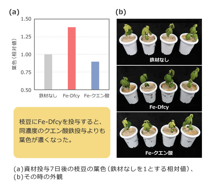 図2 Dfcy鉄錯体の枝豆への鉄供給効果検証