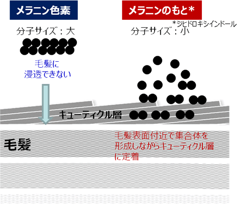 図1 メラニンと黒髪メラニンのもととの違い