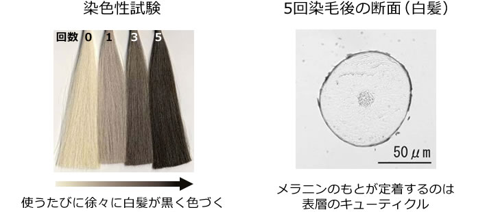 図2 開発した染毛料の特徴