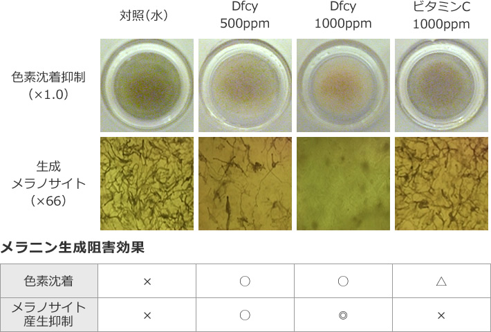 図2 ヒト3次元皮膚モデルでのDfcyによるメラニン生成の抑制効果