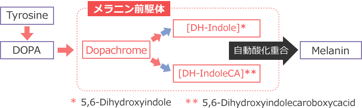 図1 メラニンの生成経路