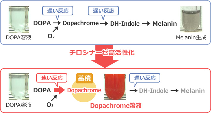 図2 チロシナーゼ高活性化によるDopachromeの蓄積