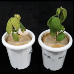 麹菌デフェリフェリクリシンの植物への鉄供給効果