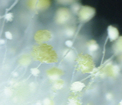 麹菌がつくるデフェリフェリクリシンのはなし