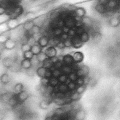 麹菌で難分解性プラスチックのPETを分解！？