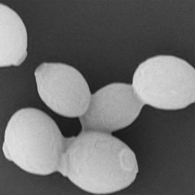 Sake yeast for producing light-bodied sake
–Breeding and analysis of the yeast, and commercial scale sake brewing–