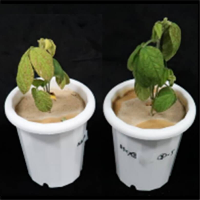 麹菌デフェリフェリクリシンの植物への鉄供給効果