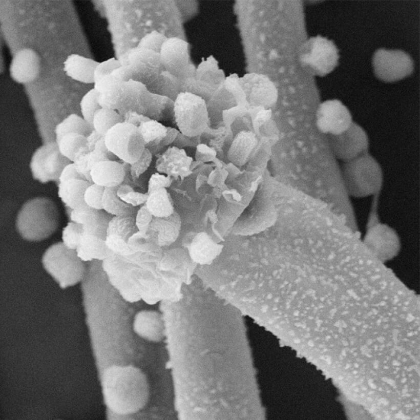 麹菌で難分解性プラスチックのPETを分解！？