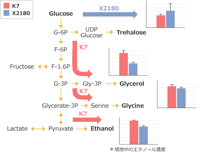 図4 清酒酵母と実験室酵母の細胞内代謝の違い