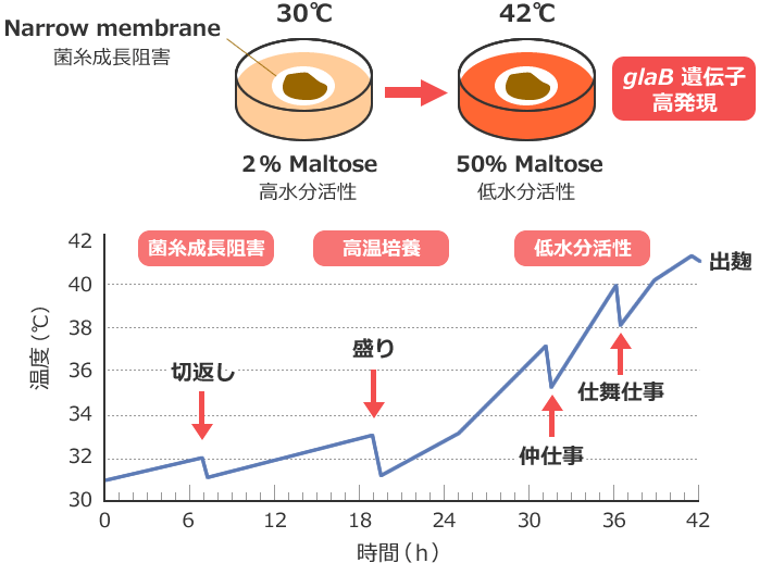 図4 固体培養でグルコアミラーゼ遺伝子を強く発現させるための3条件