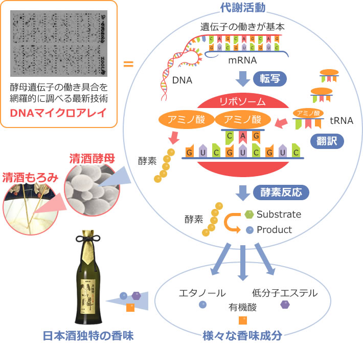図1 なぜ清酒醸造にDNAマイクロアレイなのか?