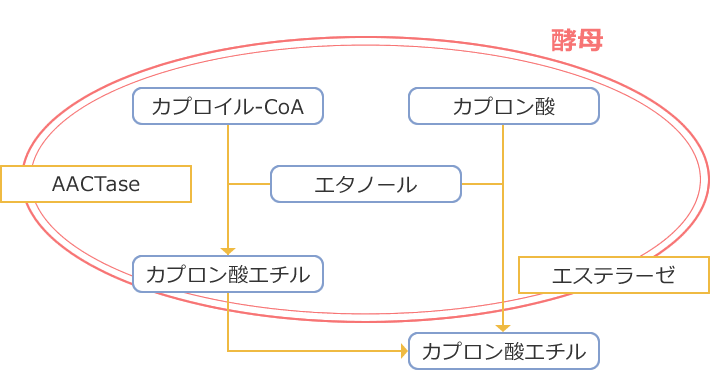 カプロン酸エチルの生成モデル