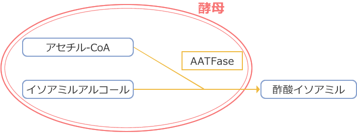 アルコール イソアミル