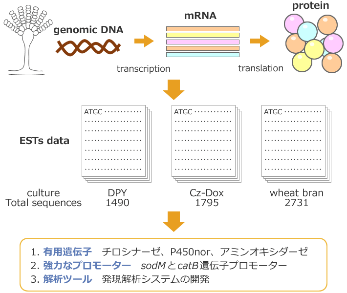 図1 当社における麹菌のESTプロジェクトのまとめ