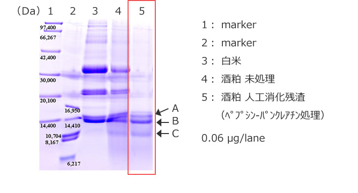 図3 酒粕レジスタントプロテインのSDS-PAGE