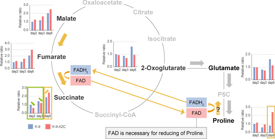 Figure The changes of intracellular contents of organic acids and amino acids