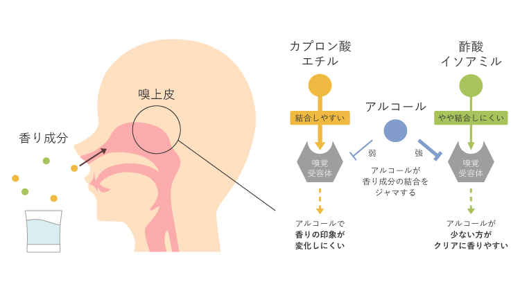 エタノールが吟醸香の感じ方に及ぼす影響のイメージ図