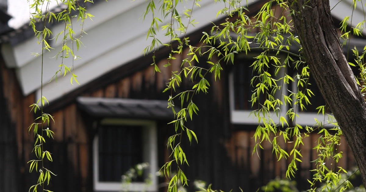 七夕の変遷 五色の短冊に願い事を託して｜知る・学ぶ お酒の博物誌