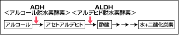 飲酒後、体内でのアルコールの変化の図