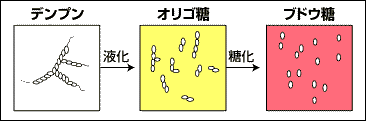 液化と糖化