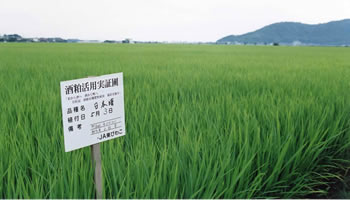 酒粕活用実証圃で生育途上の稲