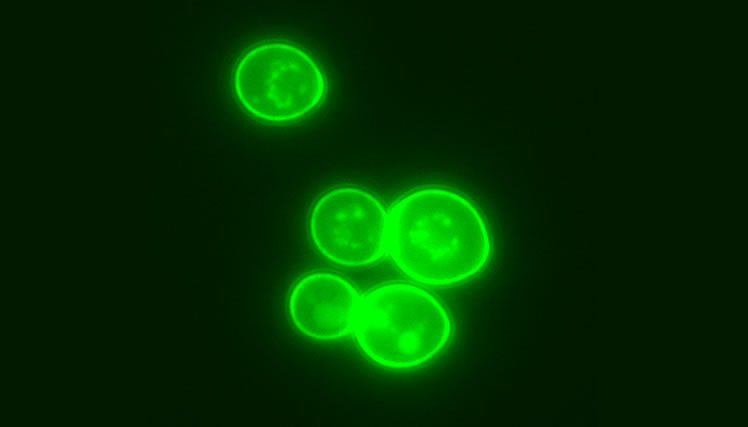 清酒酵母の細胞表層に、緑色蛍光タンパク質を並べられることを確認（2003年）、ここから「スーパー酵母」の開発が始まった